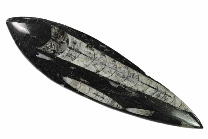 Polished Fossil Orthoceras (Cephalopod) - Morocco #138264